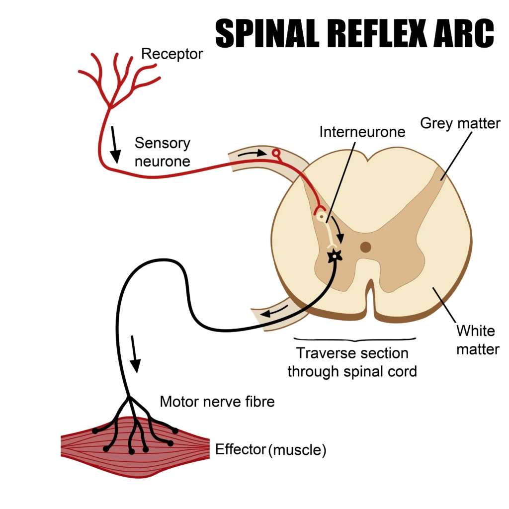 Test Musculaire : Entre Mythes et Réalité Neurologique 5 licensed image 1