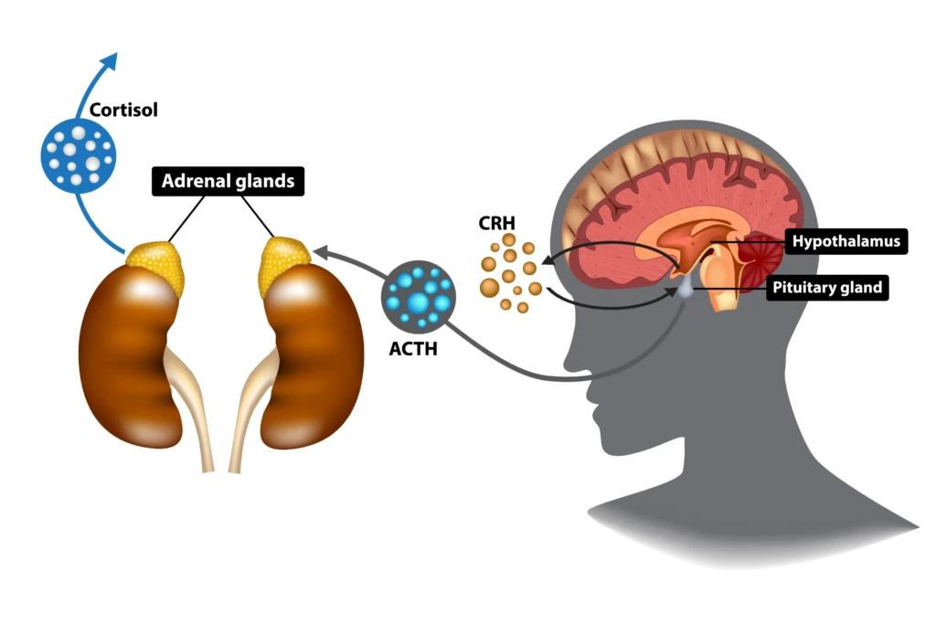 Test Musculaire : Entre Mythes et Réalité Neurologique 4 licensed image 3